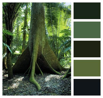 Ecuador Pristine Forest Tree Image